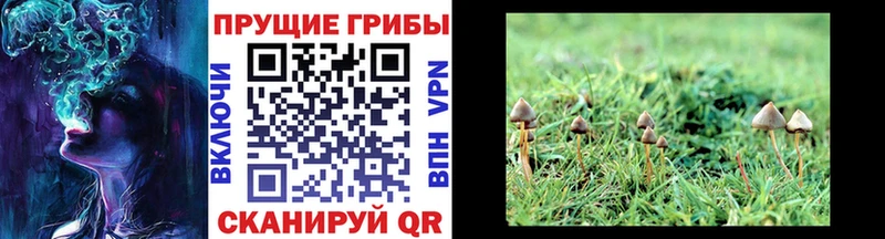 где продают наркотики  Реж  сайты даркнета наркотические препараты  Псилоцибиновые грибы Cubensis 